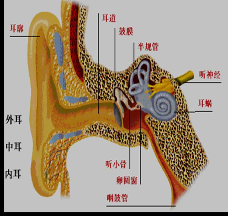 为了更好地理解,先简介中耳的解剖结构: 中耳 分为 鼓室,乳突,咽鼓管
